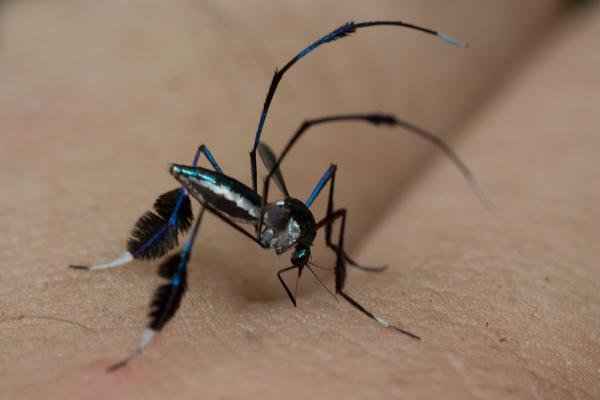 Astuces contre les moustiques - Enfin débarra