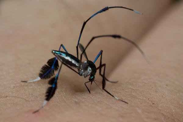 

Comment Éviter les Piqûres de Moustiques