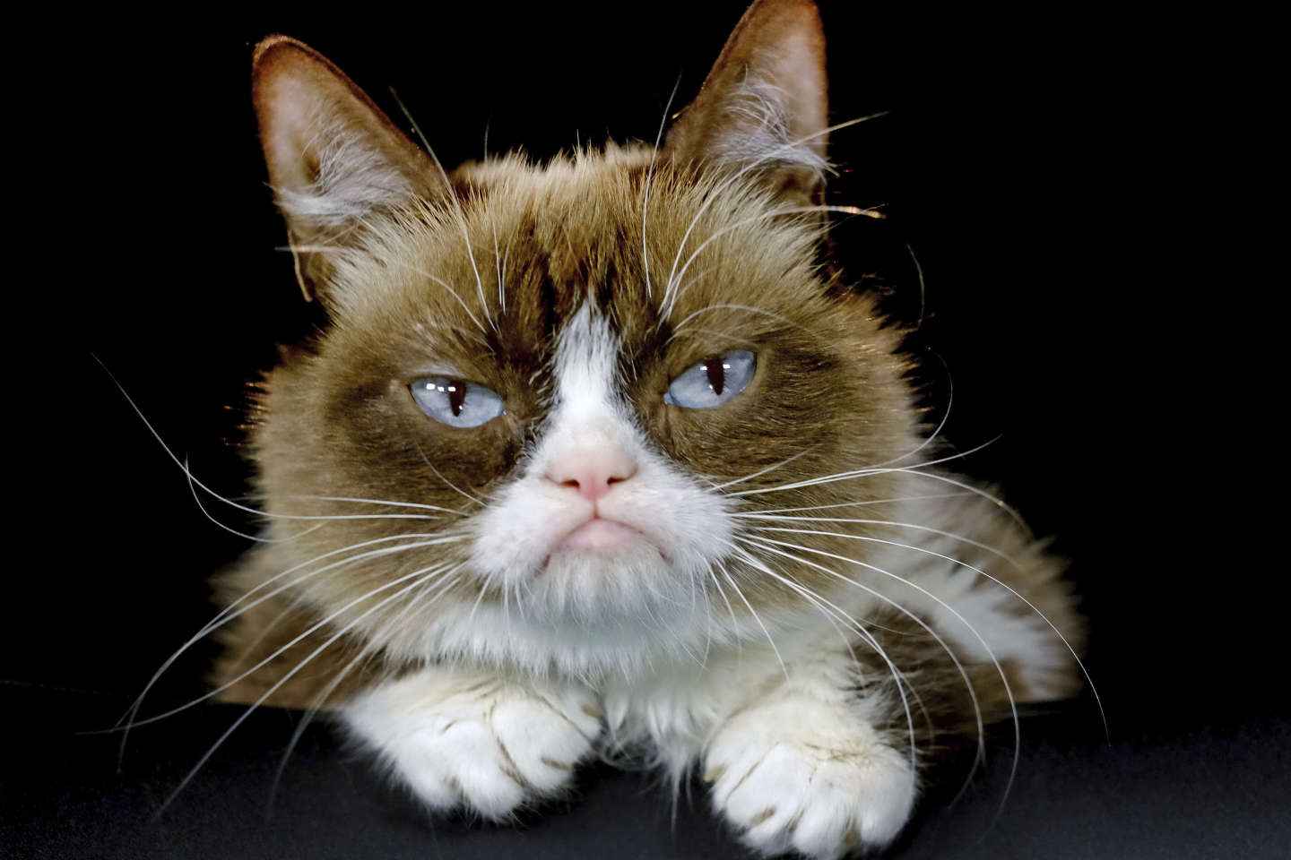 Animaux célèbres sur les réseaux sociaux : 